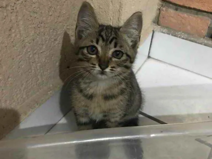 Gato ra a  idade 2 a 6 meses nome Sem nome