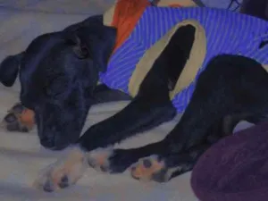 Cachorro raça Vira lata  idade Abaixo de 2 meses nome Não possui