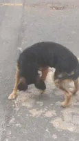 Amigo