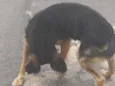 Amigo