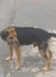 Amigo