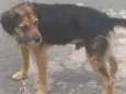 Amigo