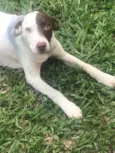 Cachorro raça Não Identificada idade 2 a 6 meses nome Branquinho