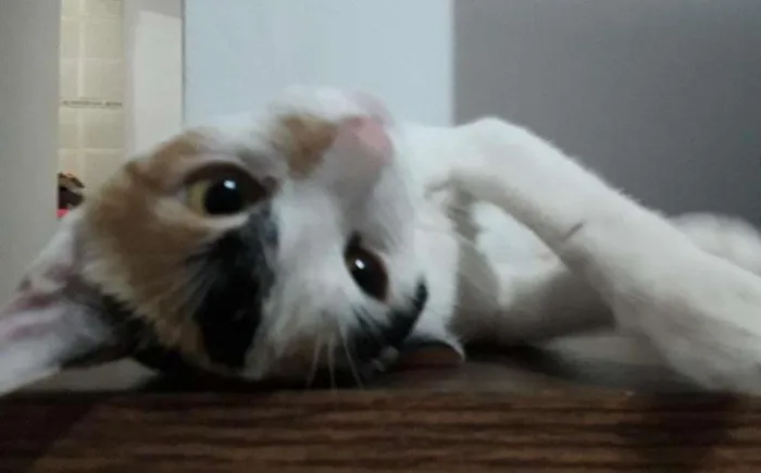 Gato raça  idade 7 a 11 meses nome Branca