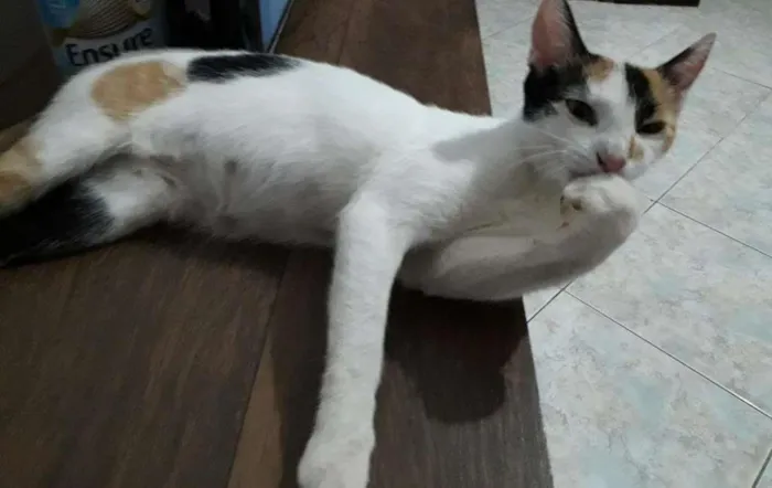 Gato raça  idade 7 a 11 meses nome Branca
