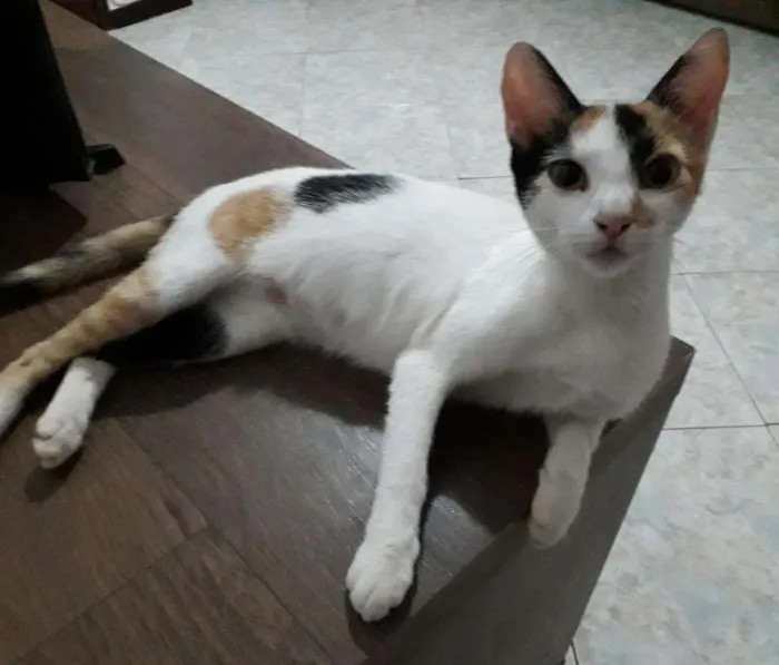 Gato raça  idade 7 a 11 meses nome Branca