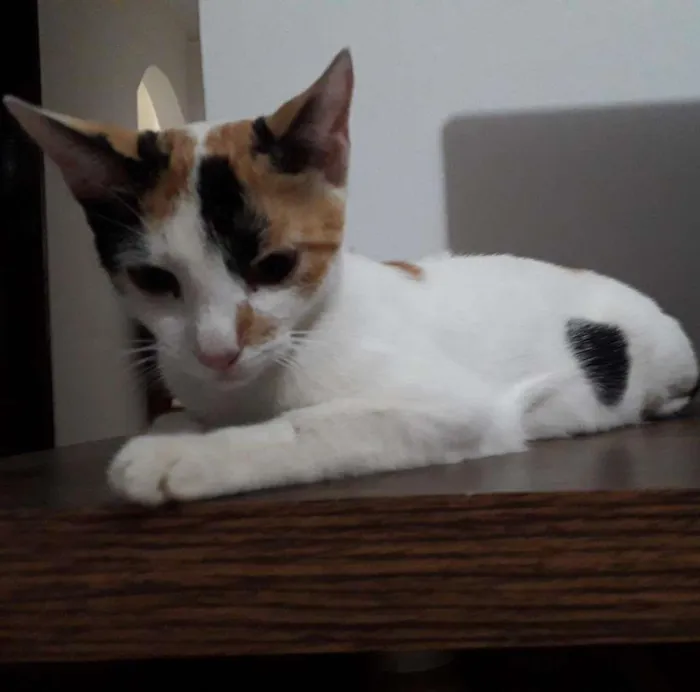 Gato raça  idade 7 a 11 meses nome Branca