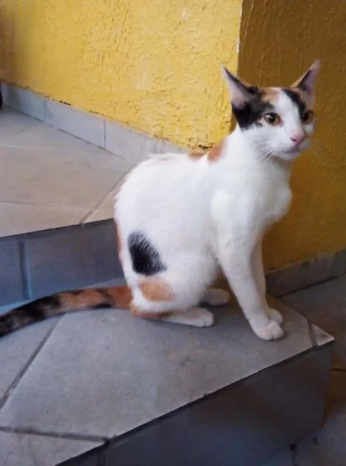 Gato raça  idade 7 a 11 meses nome Branca