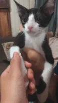 Penélope 