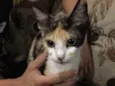 Penélope