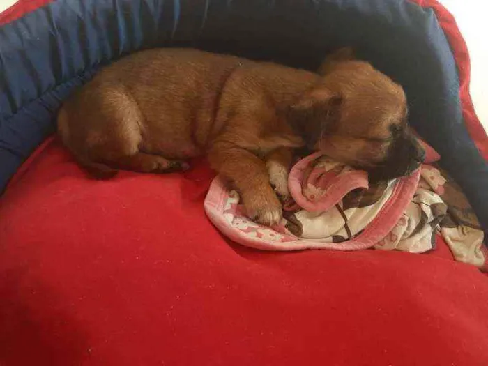 Cachorro ra a Sem raça idade 2 a 6 meses nome Madruguinha