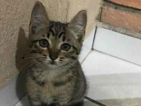 Gato ra a  idade 2 a 6 meses nome Sem nome