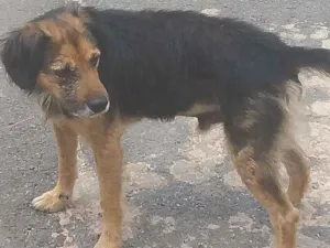 Cachorro raça Vira lata idade 3 anos nome Amigo