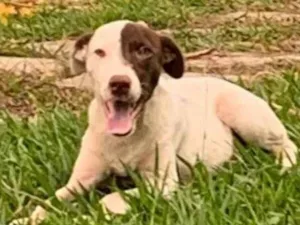 Cachorro raça Não Identificada idade 2 a 6 meses nome Branquinho