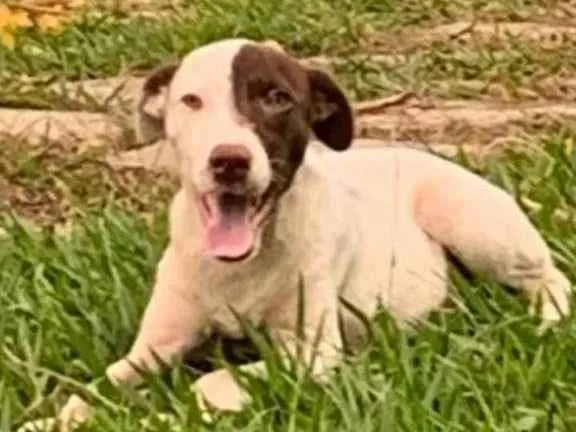 Cachorro raça Não Identificada idade 2 a 6 meses nome Branquinho