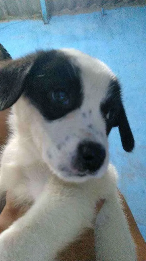 Cachorro ra a vira lata idade 2 a 6 meses nome Cirilo