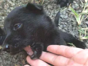 Cachorro raça Labrador idade Abaixo de 2 meses nome Filhotes
