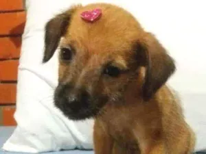 Cachorro raça Srd idade 2 a 6 meses nome Judy
