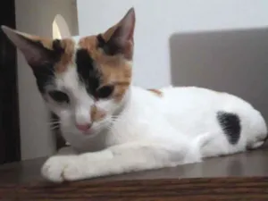 Gato raça  idade 7 a 11 meses nome Branca