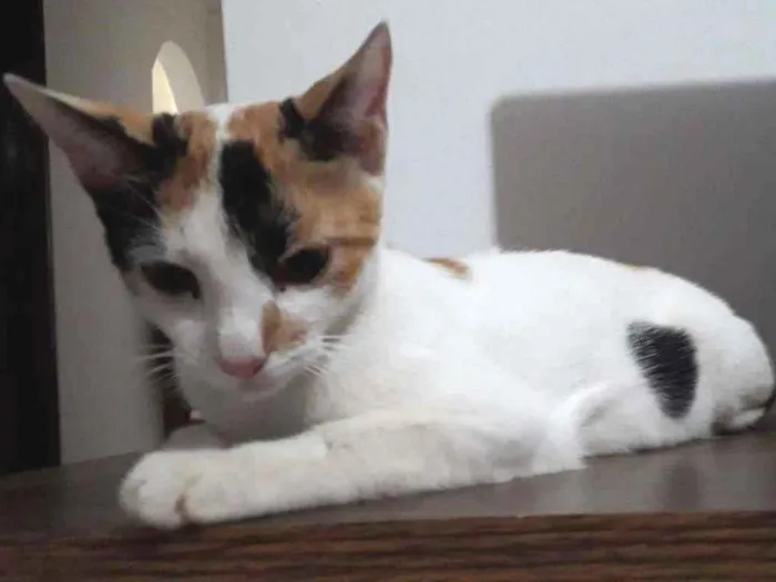 Gato raça  idade 7 a 11 meses nome Branca