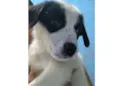 Cirilo