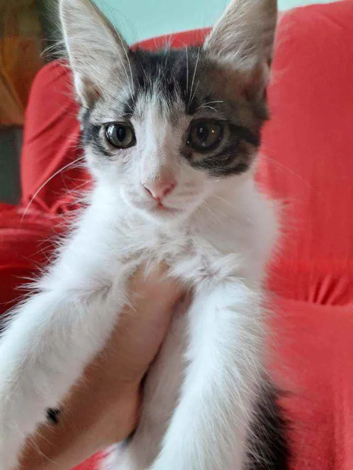 Gato ra a Não definida  idade 2 a 6 meses nome Lisa