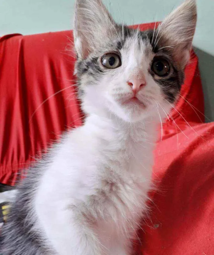 Gato ra a Não definida  idade 2 a 6 meses nome Lisa