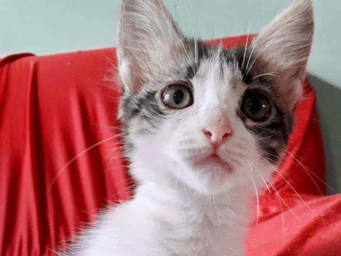 Gato ra a Não definida  idade 2 a 6 meses nome Lisa