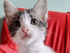 Gato raça Não definida  idade 2 a 6 meses nome Lisa