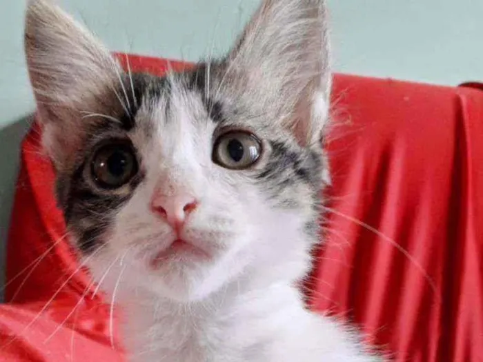 Gato ra a Não definida  idade 2 a 6 meses nome Lisa