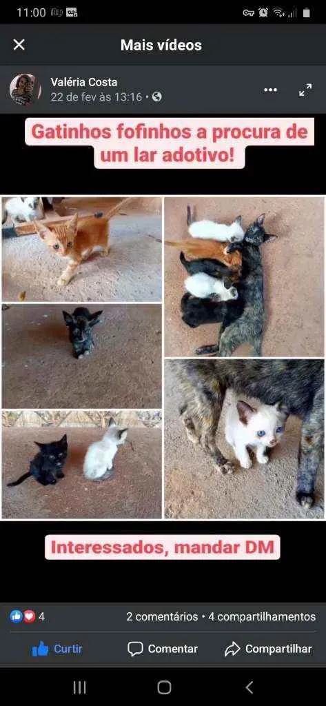 Gato raça  idade  nome Sem nome 