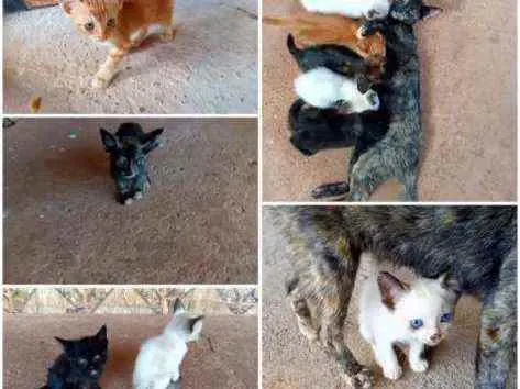 Gato raça  idade  nome Sem nome 