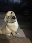 Mel