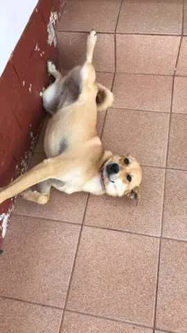 Cachorro raça Vira-Lata idade 1 ano nome Mel