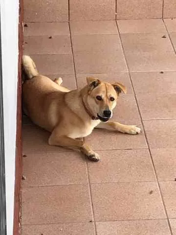 Cachorro raça Vira-Lata idade 1 ano nome Mel