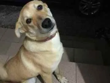 Cachorro raça Vira-Lata idade 1 ano nome Mel