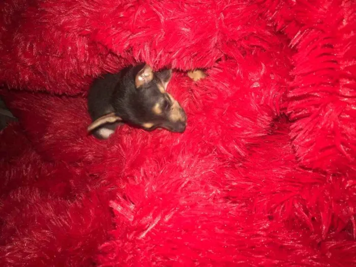 Cachorro raça Srd idade Abaixo de 2 meses nome Lili
