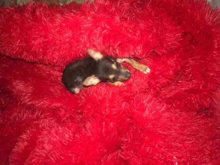Cachorro raça Srd idade Abaixo de 2 meses nome Lili
