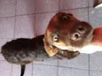 Paçoca