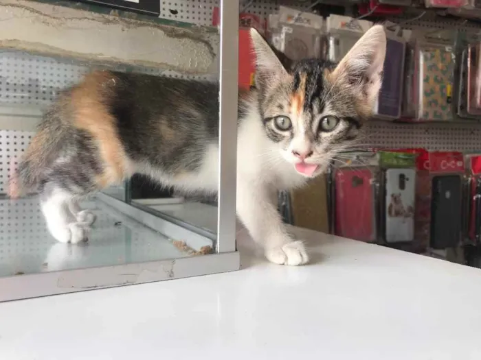 Gato raça Srd idade Abaixo de 2 meses nome Cesará