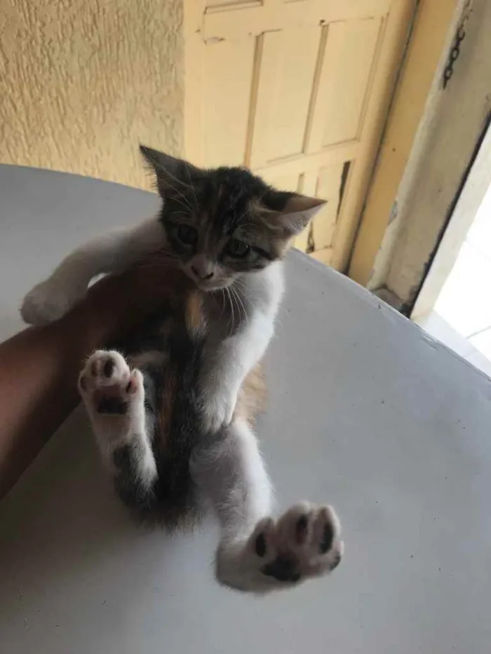 Gato raça Srd idade Abaixo de 2 meses nome Cesará