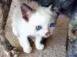 Gato raça  idade  nome Sem nome 
