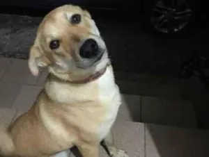 Cachorro raça Vira-Lata idade 1 ano nome Mel