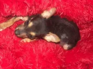 Cachorro raça Srd idade Abaixo de 2 meses nome Lili
