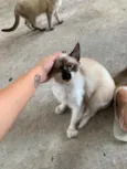 Dendê
