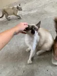 Dendê