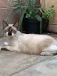 Dendê