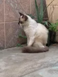 Dendê