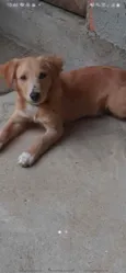Barão