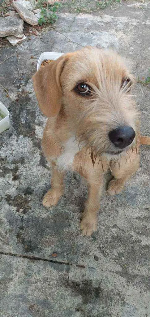 Cachorro raça Srd idade 1 ano nome AMORA